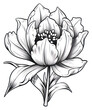 PNG Tulip flower drawing sketch plant.