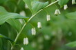 Polygonatum biflorum (smooth Solomon's-seal, great Solomon's-seal) is an herbaceous flowering plant native to eastern and central North America. Hanover, Germany.