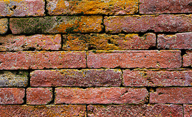 Wall Mural - Brick wall with mildew stains texture