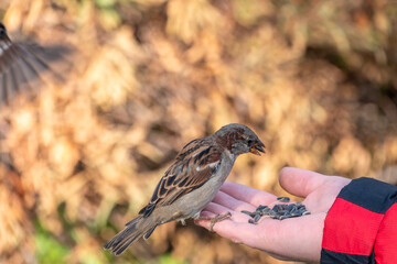 Wall Mural - Sparrow eats seeds from a man's hand