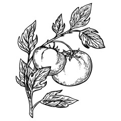 Wall Mural - Tomato plant branch engraving PNG illustration. Scratch board style imitation. Hand drawn image.