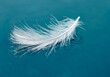 Close up Feather Floating On Blue Calm Water