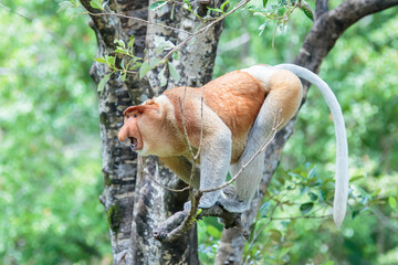 Wall Mural - The proboscis monkey (Nasalis larvatus) or long-nosed monkey is a reddish-brown arboreal Old World monkey with an unusually large nose. It is endemic to the southeast Asian island of Borneo.