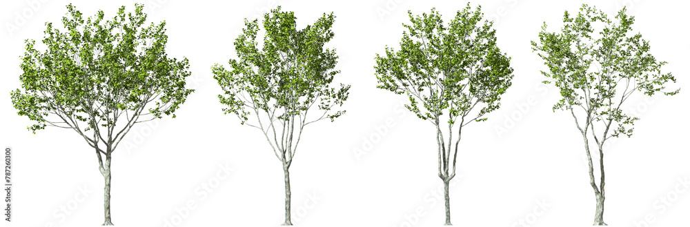 Trees form outdoor collections decorate landscape on transparent ...