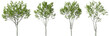 Trees form outdoor collections decorate landscape on transparent backgrounds 3d render png