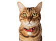 Portrait of a Bengal cat in a red collar on a white background.