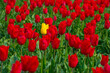 Colorful flowers growing in an agricultural field, Almere, Flevoland, The Netherlands, April 17, 2024