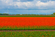 Cloudy sky over colorful flowers growing in an agricultural field, Almere, Flevoland, The Netherlands, April 17, 2024