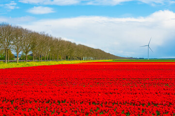 Wall Mural - Cloudy sky over colorful flowers growing in an agricultural field, Almere, Flevoland, The Netherlands, April 17, 2024