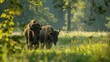 European bison roaming in Bialowieza forest