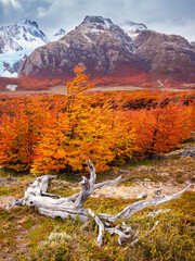 Wall Mural - Golden forest in Patagonia