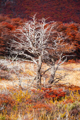 Wall Mural - Golden forest in Patagonia