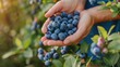 © IHOR - Pick Blueberries Day. Hands hold ripe blueberries.
