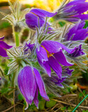 Fototapeta Maki - Flowers of the Windflower or Pulsatilla Patens.First spring blooming flower, purple plant macro, dream grass