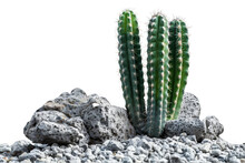 Tall Slender Cacti With Elongated Green Bodies And Sharp Spines Amongst White Stones On A Transparent Background