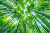 Fototapeta Sypialnia - Serene Bamboo Grove Landscape at Arashiyama, Kyoto - A Scenic Wonder of Asia's Famous Forest Gardens