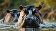 Hippos reside in regions rich in water as they submerge themselves frequently to maintain their skin s moisture and coolness