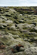 landscape of green moss lava field in Iceland