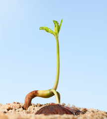 Wall Mural - Chestnut Plant growth