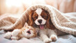King Charles Spaniel puppy hugging a kitten lying under a blanket smiling from the top of his head Cute puppy and kitten at home Yawning puppy with a kitten on the bed Panoramic stretc : Generative AI