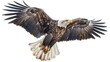 a large eagle flying through the air with its wings spread