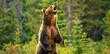 A bear is standing in a forest and making a loud noise