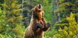 Grizzly Bear Standing on Hind Legs Roaring in Forest Power Wildlife