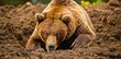 A brown bear is digging in the dirt