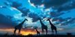 An impressive display of four giraffes silhouetted against a dramatic sunset sky, symbolizing freedom