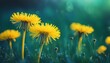Floral summer spring background soft focus. Yellow dandelion flowers close-up in a field on nature on a dark blue green background in evening at sunset. Colorful artistic image, stock images, abstract
