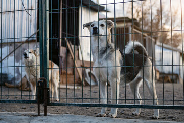 Stray dogs in animal shelter waiting for adoption. Portrait of homeless dog in animal shelter cage.