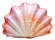 PNG Underwater seashell seafood clam.