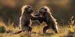 A pair of baboons are playfully fighting in their natural habitat during golden hour creating a sense of community