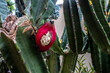 mandacaru cactus (Cereus jamacaru), with red fruit open in Brazil