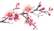 PNG Chinese plum blossom flower plant inflorescence