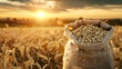 bag of oatmeal and a field of ears of oats at sunset concept of grain harvesting in agriculture Copy space : Generative AI