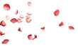 PNG  Rose petals backgrounds flower plant