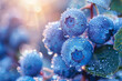 A close up of blue berries with water droplets on them. Concept of freshness and natural beauty
