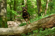Front view of an amazing dog jumping over a trunk in a french forest at spring.