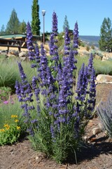 Wall Mural - Picturesque lavender fields contrasting with the serene backdrop of a cloudless blue sky