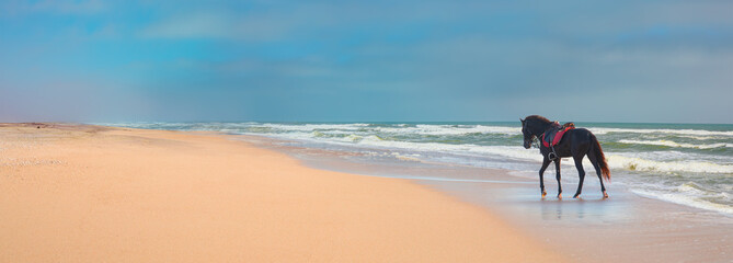 Horse walking on the sand dunes at the beach - Namib desert , Namibia