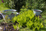 Fototapeta Lawenda - rustic garden -  fern and plants in tin tub