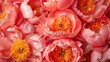Peony flowers and petals in a close up floral background in nature