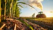 © Justlight - A closeup image of a sugarcane plantation can be seen with workers carefully ting down the tall stalks and loading them onto a tractor. In the distance a biofuel production facility .