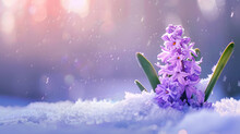 Close Up Of A Purple Hyacinth In The Snow Spring Concept Panoramic Web Banner With Copy Space : Generative AI