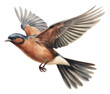 PNG  Chaffinch bird animal flying white background.