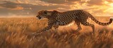 Fototapeta Sawanna - Craft a photorealistic CG wallpaper of a majestic cheetah in mid-sprint, showcasing intricate details of its fur and muscles, set against a panoramic savannah sunset