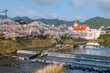 Siebold no Yu and sakura cherry tree by river at Ureshino, Saga
