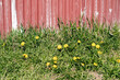 green grass and yellow dandelions growing in early spring near red tin siding
