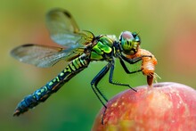 A Dragonfly Eating A Worm On An Apple.